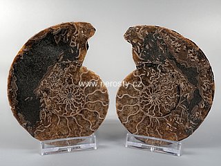 amonit, cleoniceras sp.