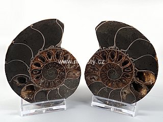 amonit, cleoniceras sp.