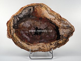 zkamenělé dřevo, araukárie