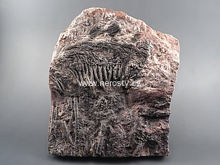 lilijce, scyphocrinus