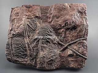 lilijce, scyphocrinus