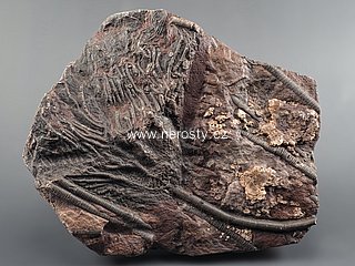 lilijce, scyphocrinus