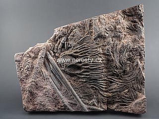 lilijce, scyphocrinus