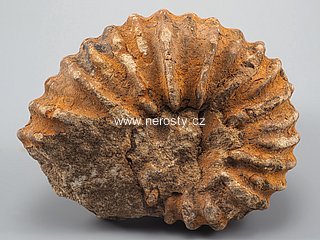 amonit, perisphinctes sp.