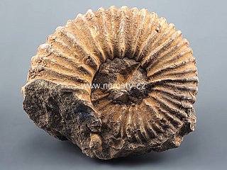amonit, perisphinctes sp.