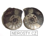 amonit, obrázek minerálu