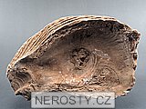 ústřice