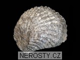 ústřice, obrázek minerálu