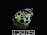 dalmatinit, obrázek minerálu