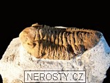 trilobit, více neurčeno