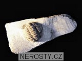trilobit, obrázek minerálu