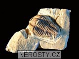 trilobit, obrázek minerálu