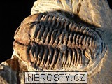 trilobit, více neurčeno