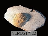 trilobit, obrázek minerálu