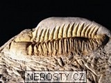 trilobit, více neurčeno