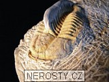trilobit, více neurčeno