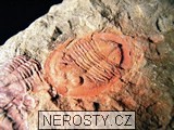 trilobit, asaphus