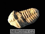 trilobit, obrázek minerálu