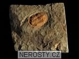 trilobit, obrázek minerálu