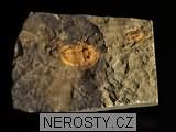trilobit, obrázek minerálu