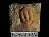 trilobit, obrázek minerálu