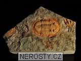 trilobit, obrázek minerálu