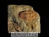 trilobit, obrázek minerálu
