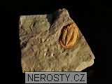 trilobit, obrázek minerálu