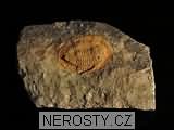 trilobit, obrázek minerálu