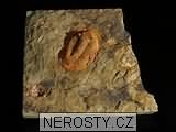 trilobit, obrázek minerálu