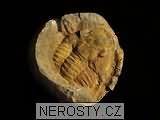 trilobit, obrázek minerálu