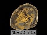 trilobit, obrázek minerálu