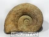 amonit, obrázek minerálu
