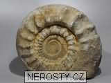 amonit, obrázek minerálu