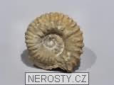 amonit, obrázek minerálu