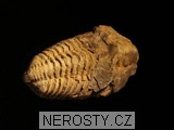trilobit, obrázek minerálu