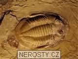 trilobit, basilicus sp.