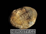 trilobit, obrázek minerálu