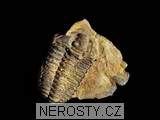 trilobit, obrázek minerálu