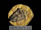 trilobit, obrázek minerálu