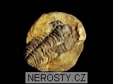 trilobit, obrázek minerálu