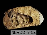 trilobit, diacalymene