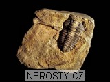 trilobit, obrázek minerálu