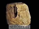 trilobit, diacalymene