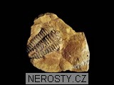 trilobit, obrázek minerálu