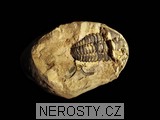 trilobit, obrázek minerálu