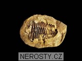 trilobit, diacalymene
