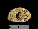 trilobit, obrázek minerálu