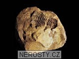trilobit, diacalymene