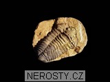 trilobit, obrázek minerálu